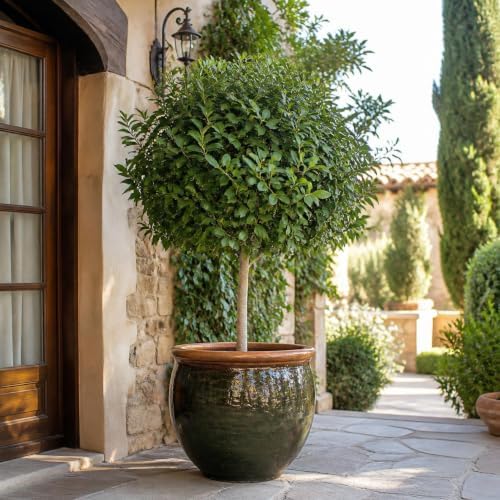 Set of 2 Mediterranean Sweet Bay Laurel Live Plants, 4-8 Inches | Culinary Evergreen Bay Leaf Herb Tree (Laurus Nobilis), USDA Zones 8 to 11, Full Sun to Partial Shade, No Pot