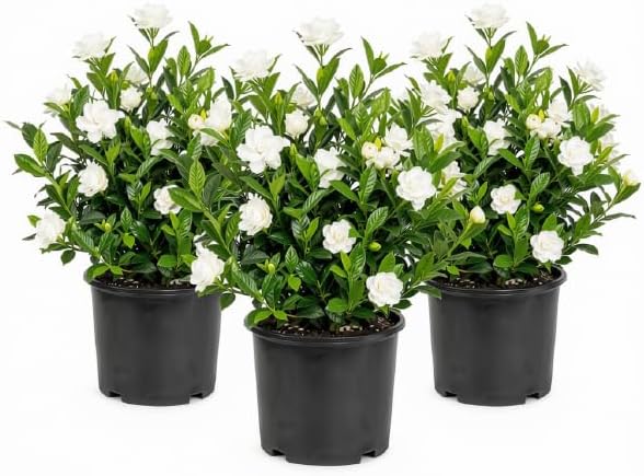 Jasmine Gardenia August Beauty Live Plant, Fragrant Creamy White Blooming Shrub, USDA Zones 8 to 11, Partial Sun