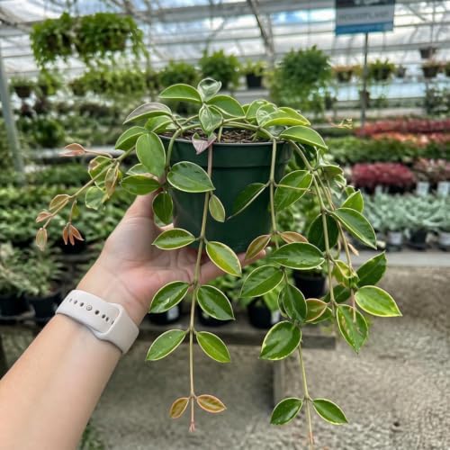 Hoya Sunrise Live Plants, 4-8 Inches Tall | Sun Stressed Wax Plant, Glossy Trailing Vine, USDA Zones 10 to 12, Partial Shade, No Pot