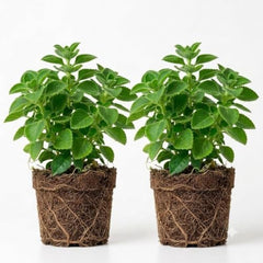 Pack of 2 Cuban Oregano Plants Live, 4 to 6 Inch | Plectranthus Mexican Mint Spanish Thyme Herb for Indoor and Outdoor Growing, Aromatic Culinary Plant, USDA Zones 10 to 11