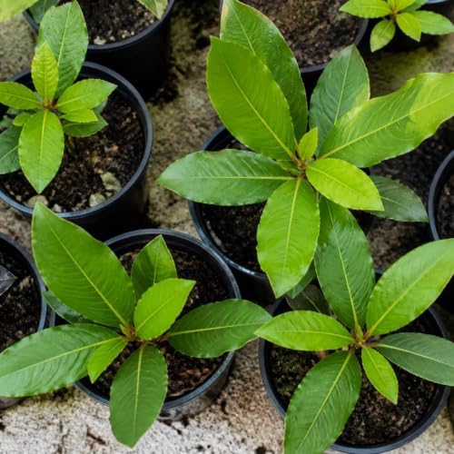 Set of 2 Mediterranean Sweet Bay Laurel Live Plants, 4-8 Inches | Culinary Evergreen Bay Leaf Herb Tree (Laurus Nobilis), USDA Zones 8 to 11, Full Sun to Partial Shade, No Pot