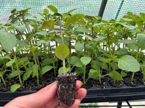 African Blue Basil Starter Plant - Aromatic Culinary Herb, 1 in Pot | Ships as one rooted starter in a 1 in plug pot. Aromatic African Blue Basil, purple-tinged leaves, a bee-loved culinary herb.