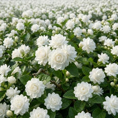 Set of 2 Grand Duke Jasmine Live Plants, Starter Plants, 4-8 Inches, No Pot | Fragrant Climbing Flowering Vine, USDA Zones 8 to 11, Full Sun