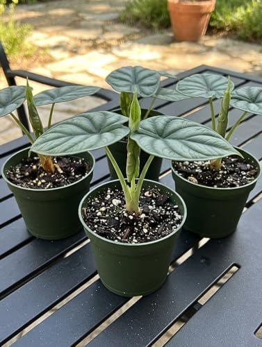Alocasia Platinum Live Starter Plant, 4-8 Inches | Silvery-Blue Metallic Sheen Leaves, USDA Zones 10 to 11, Partial Shade, No Pot
