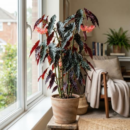 Begonia Starter Live Plants, 4-8 Inches, No Pot (Black Foliage)