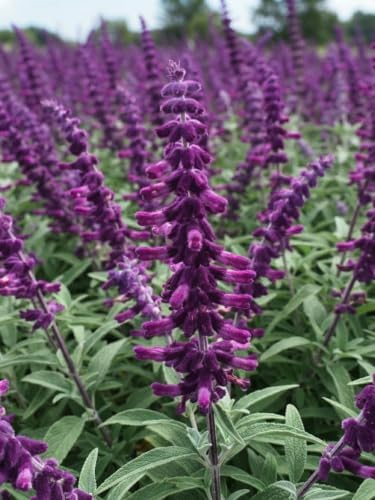 Set of 3 Mexican Sage Salvia Live Plants, 4-8 in, No Pot | Velvety Purple & White Flower Spikes, Full Sun, USDA Zones 8 to 10, No Pot