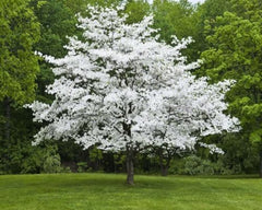 White Dogwood Tree Live Plant in Quart Pot, 10-16 in (Cornus Florida) | Ships as a live starter tree, 10-16 in tall in a quart pot. Native dogwood with white spring blooms. Hardy USDA zones 5-9.