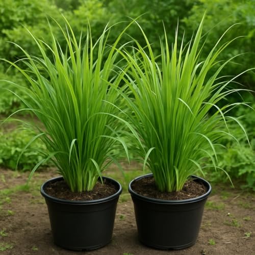 Set of 8 Lemon Grass Live Plants, 4-8 inches | Lemongrass Culinary and Mosquito Repelling Herb, USDA Zones 9 to 11, Full Sun, No Pot