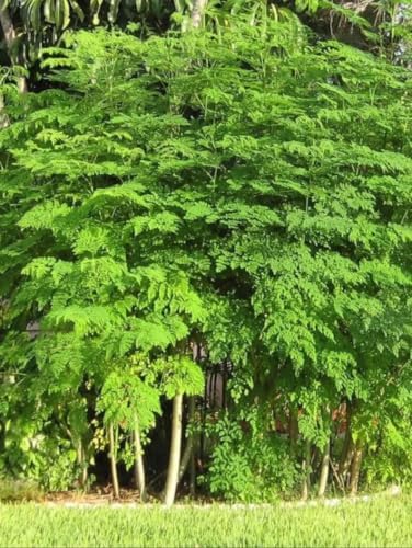 Set of 2 Moringa Tree Live Plants, 10-12 in, Jiffy Pellet | Fast Growing Edible Superfood Tree, USDA Zones 9 to 11, Full Sun, Jiffy Pellet
