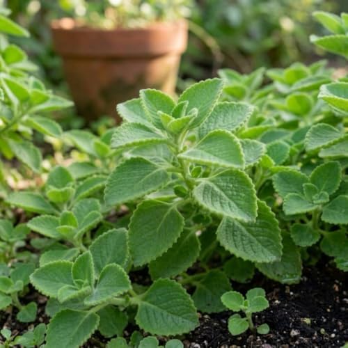 Pack of 2 Cuban Oregano Plants Live, 4 to 6 Inch | Plectranthus Mexican Mint Spanish Thyme Herb for Indoor and Outdoor Growing, Aromatic Culinary Plant, USDA Zones 10 to 11