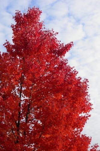 Red Maple Tree Live Plant in 4 in Pot, 12-16 in Tall - Acer rubrum | Ships as a live starter tree about 12-16 in tall in a 4 in nursery pot. Brilliant red fall color. Hardy in USDA zones 3-9.