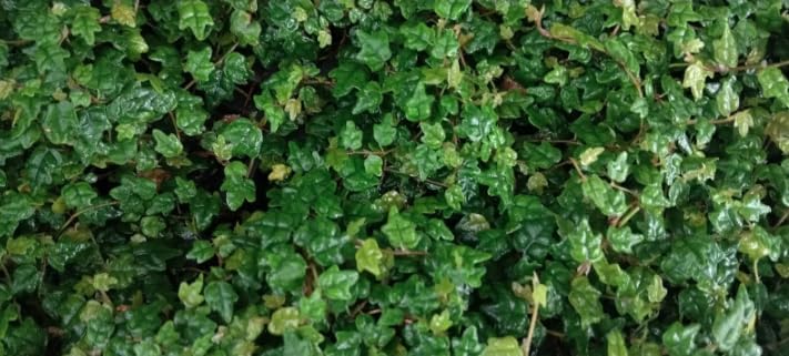 String of Frogs Live Plant, 4 in, Nursery Pot | Ficus pumila 'Quercifolia', tiny oak leaf shaped foliage, a tropical fig vine not a succulent