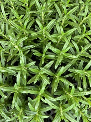Rosemary Tuscan Blue Starter Plant - Upright Culinary Herb, 1 in Pot | Ships as one rooted starter in a 1 in plug pot. Tuscan Blue rosemary, upright aromatic culinary herb. Zones 7-10.