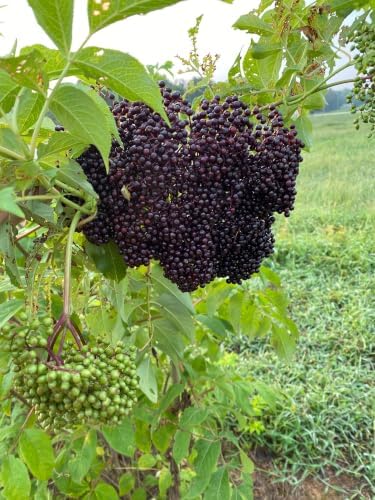 American Elderberry Live Plant in 4 in Pot - Sambucus Canadensis, Edible | Ships as a live starter shrub in a 4 in pot. Fast-growing native that yields edible dark-purple berries. Hardy zones 4-9.