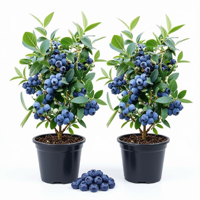Set of 2 Sunshine Blue Blueberry Live Plants, 4-8 Inches | Dwarf Low-Chill Blueberry Bush, USDA Zones 5 to 10, Full Sun, No Pot