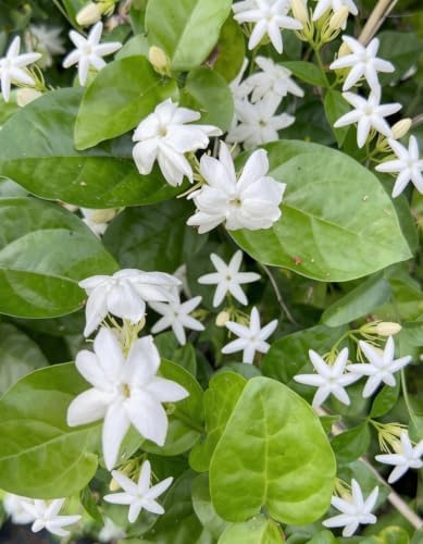 Set of 2 Maid of Orleans Arabian Jasmine Live Starter Plants, 4-8 Inches | Fragrant Double White Star-Shaped Blooms, USDA Zones 8 to 11, Full Sun, No Pot