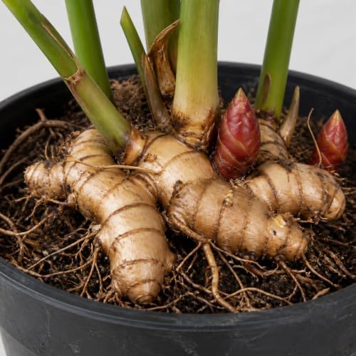 Set of 2 Red Awapuhi Shampoo Ginger Live Plant, Zingiber Zerumbet | Starter Plant, 4-8 Inches, Hawaiian Shampoo Plant, Fragrant Red Cone Flowers, USDA Zones 9 to 11, Partial Shade, No Pot