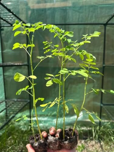 Set of 2 Moringa Tree Live Plants, 10-12 in, Jiffy Pellet | Fast Growing Edible Superfood Tree, USDA Zones 9 to 11, Full Sun, Jiffy Pellet