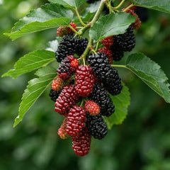 Red Mulberry Tree Live Plant, 4-8 Inches | Native North American Fruit & Shade Tree, USDA Zones 4 to 9, Full Sun to Part Shade, No Pot
