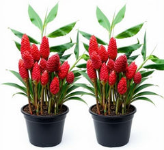 Set of 2 Red Awapuhi Shampoo Ginger Live Plant, Zingiber Zerumbet | Starter Plant, 4-8 Inches, Hawaiian Shampoo Plant, Fragrant Red Cone Flowers, USDA Zones 9 to 11, Partial Shade, No Pot