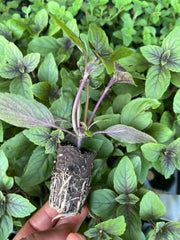 African Blue Basil Starter Plant - Aromatic Culinary Herb, 1 in Pot | Ships as one rooted starter in a 1 in plug pot. Aromatic African Blue Basil, purple-tinged leaves, a bee-loved culinary herb.