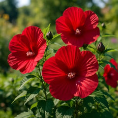 Set of 3 Hardy Hibiscus Luna Red Live Plants, Giant Dinner Plate Perennial Blooms, USDA Zones 4 to 9, Full Sun