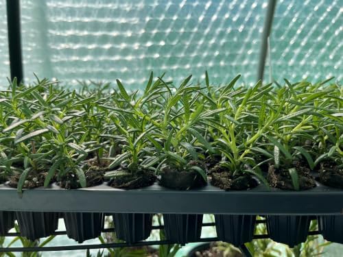 Rosemary Tuscan Blue Starter Plant - Upright Culinary Herb, 1 in Pot | Ships as one rooted starter in a 1 in plug pot. Tuscan Blue rosemary, upright aromatic culinary herb. Zones 7-10.