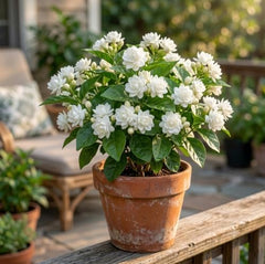 Set of 3 Maid of Orleans Sambac Jasmine Live Plants, Fragrant White Flowering Vine, USDA Zones 8 to 11, Full Sun