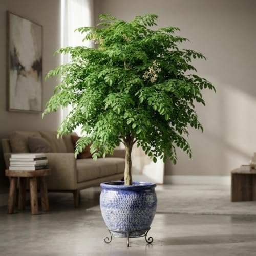 Set of 2 Moringa Tree Live Plants, 10-12 in, Jiffy Pellet | Fast Growing Edible Superfood Tree, USDA Zones 9 to 11, Full Sun, Jiffy Pellet