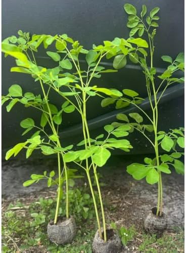 Set of 2 Moringa Tree Live Plants, 10-12 in, Jiffy Pellet | Fast Growing Edible Superfood Tree, USDA Zones 9 to 11, Full Sun, Jiffy Pellet