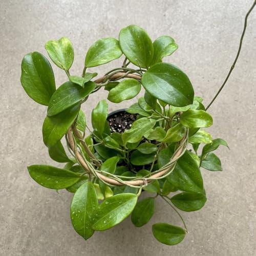 Hoya Quinquenervia Live Plant, Veined Leaf Wax Plant, Trailing Vine, USDA Zones 10 to 12, Partial Shade
