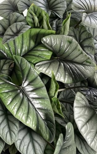 Alocasia Platinum Live Starter Plant, 4-8 Inches | Silvery-Blue Metallic Sheen Leaves, USDA Zones 10 to 11, Partial Shade, No Pot