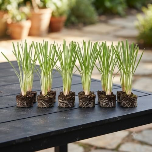 Set of 8 Lemon Grass Live Plants, 4-8 inches | Lemongrass Culinary and Mosquito Repelling Herb, USDA Zones 9 to 11, Full Sun, No Pot
