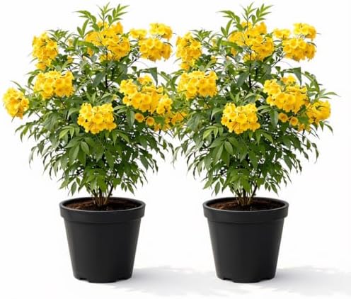 Set of 2 Tecoma Stans Yellow Bells Live Plants, 4-8 Inches | Yellow Bells Trumpet Flowering Shrub, USDA Zones 8 to 11, Full Sun, No Pot