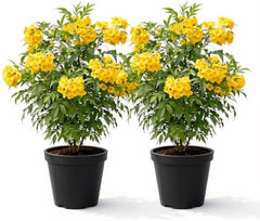 Set of 2 Tecoma Stans Yellow Bells Live Plants, 4-8 Inches | Yellow Bells Trumpet Flowering Shrub, USDA Zones 8 to 11, Full Sun, No Pot