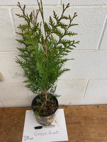 Green Giant Arborvitae Live Plant in 1 Gallon Pot, 18-24 in (Thuja) | Ships as a live plant 18-24 in tall in a trade-gallon pot. Fast privacy evergreen, deer resistant. Hardy USDA zones 3-8.