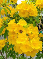 Set of 2 Tecoma Stans Yellow Bells Live Plants, 4-8 Inches | Yellow Bells Trumpet Flowering Shrub, USDA Zones 8 to 11, Full Sun, No Pot