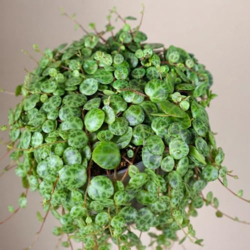 String of Frogs Live Plant, 4 in, Nursery Pot | Ficus pumila 'Quercifolia', tiny oak leaf shaped foliage, a tropical fig vine not a succulent