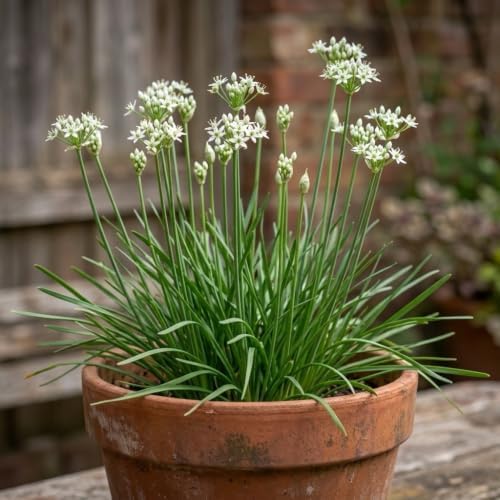 Set of 2 Garlic Chives Live Starter Plants, 4-8 Inches | Perennial Culinary Onion Herb, USDA Zones 3 to 9, Full Sun, No Pot