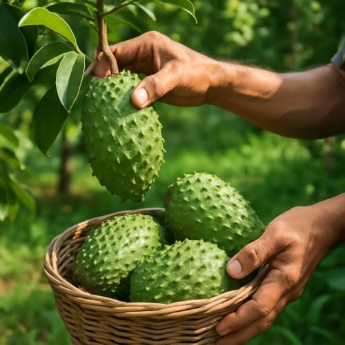 Soursop Tree Live Plant, 4 to 7 Inch Annona Muricata Guanabana | Tropical Guanabana Fruit Tree, USDA Zones 10 to 11, Full Sun, NO Pot
