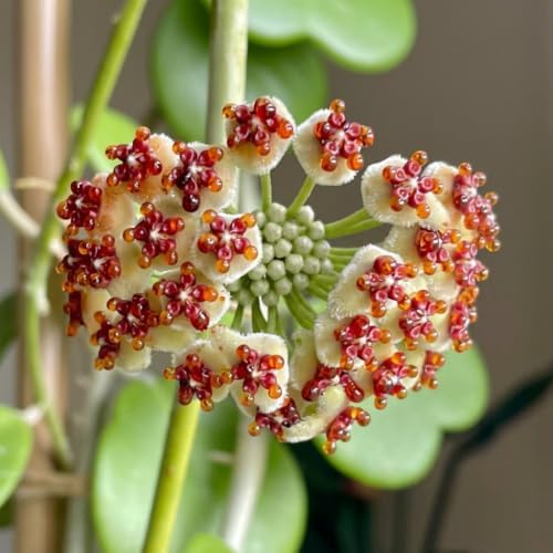 Hoya Kerrii Heart Live Plant, 4-8 Inch Tall | Sweetheart Hoya Plant, Heart Shaped Leaf Houseplant, Perfect for Home Decor, Gifts, Garden