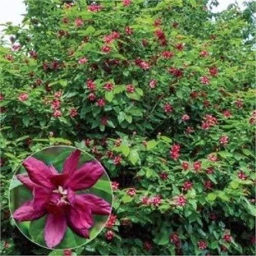Carolina Allspice Sweetshrub Live Plant in Quart Pot, 6-18 in | Ships as a live plant in a quart pot, about 6-18 in tall. Fragrant dark-red blooms. Native shrub, hardy in USDA zones 5-9.