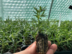 Rosemary Tuscan Blue Starter Plant - Upright Culinary Herb, 1 in Pot | Ships as one rooted starter in a 1 in plug pot. Tuscan Blue rosemary, upright aromatic culinary herb. Zones 7-10.