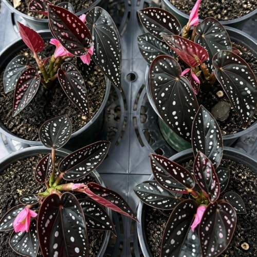 Begonia Starter Live Plants, 4-8 Inches, No Pot (Black Foliage)
