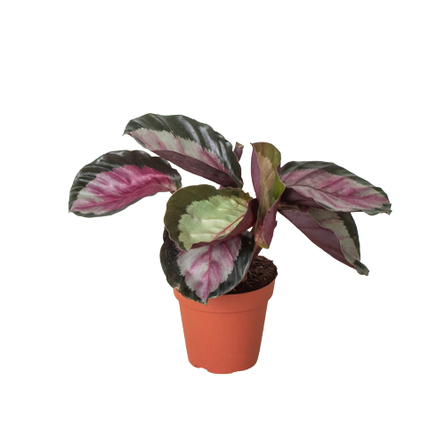 Calathea roseopicta 'Silvia' live houseplant
