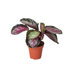 Calathea roseopicta 'Silvia' live houseplant