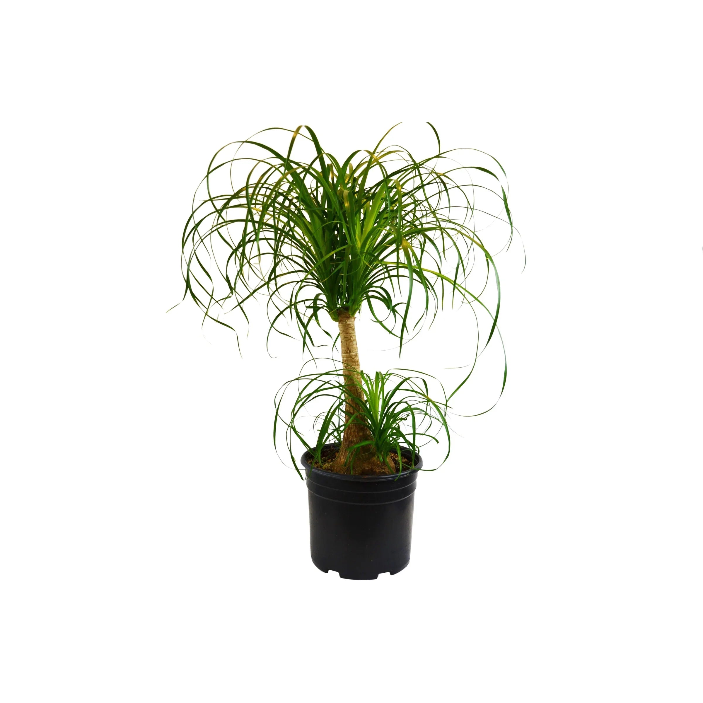 Palm Ponytail - photo 4