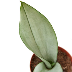 Snake Plant 'Moonshine' - photo 2