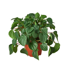 Peperomia 'Rana Verde' - photo 4