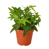 Trailing Vines Trio - 3 Live Houseplants